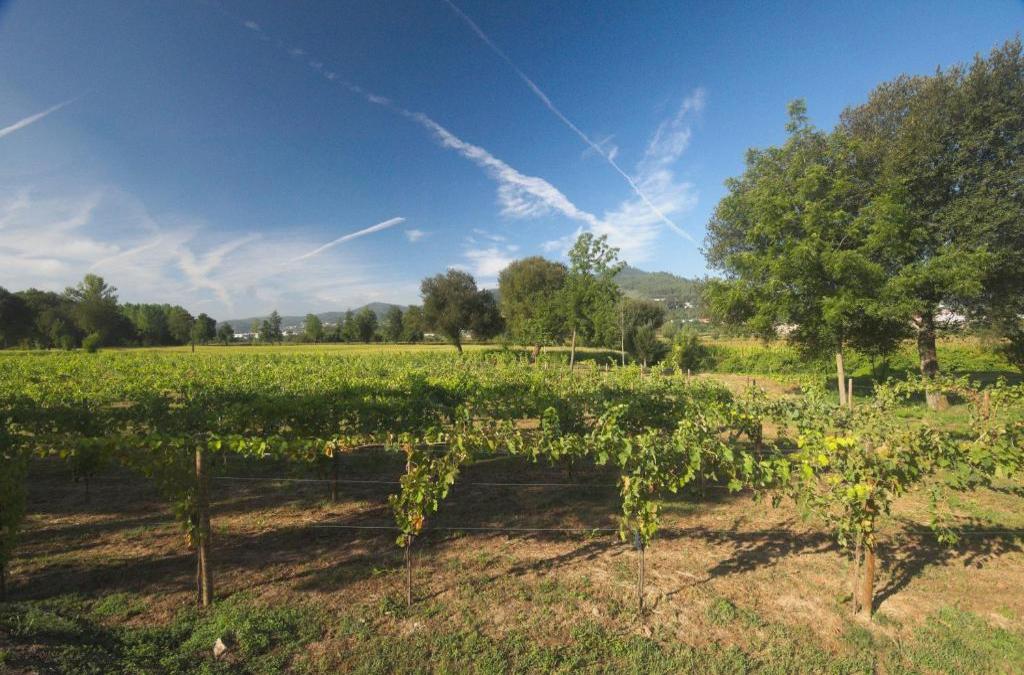 Quinta da Cancela - Winery & Farmhouse