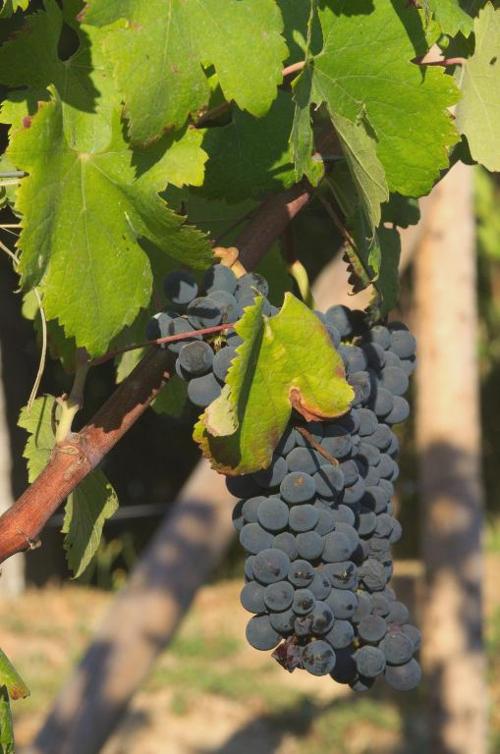 Quinta da Cancela - Winery & Farmhouse