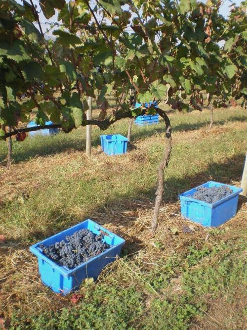 Quinta da Cancela - Winery & Farmhouse